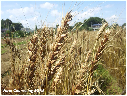 麦の収穫