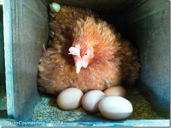 卵を産んだ鶏