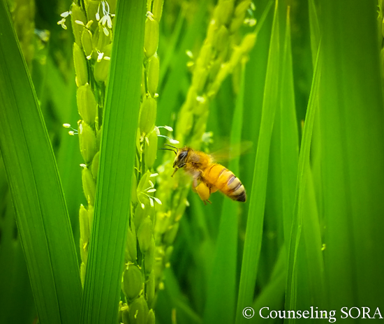 米の花に飛ぶミツバチ